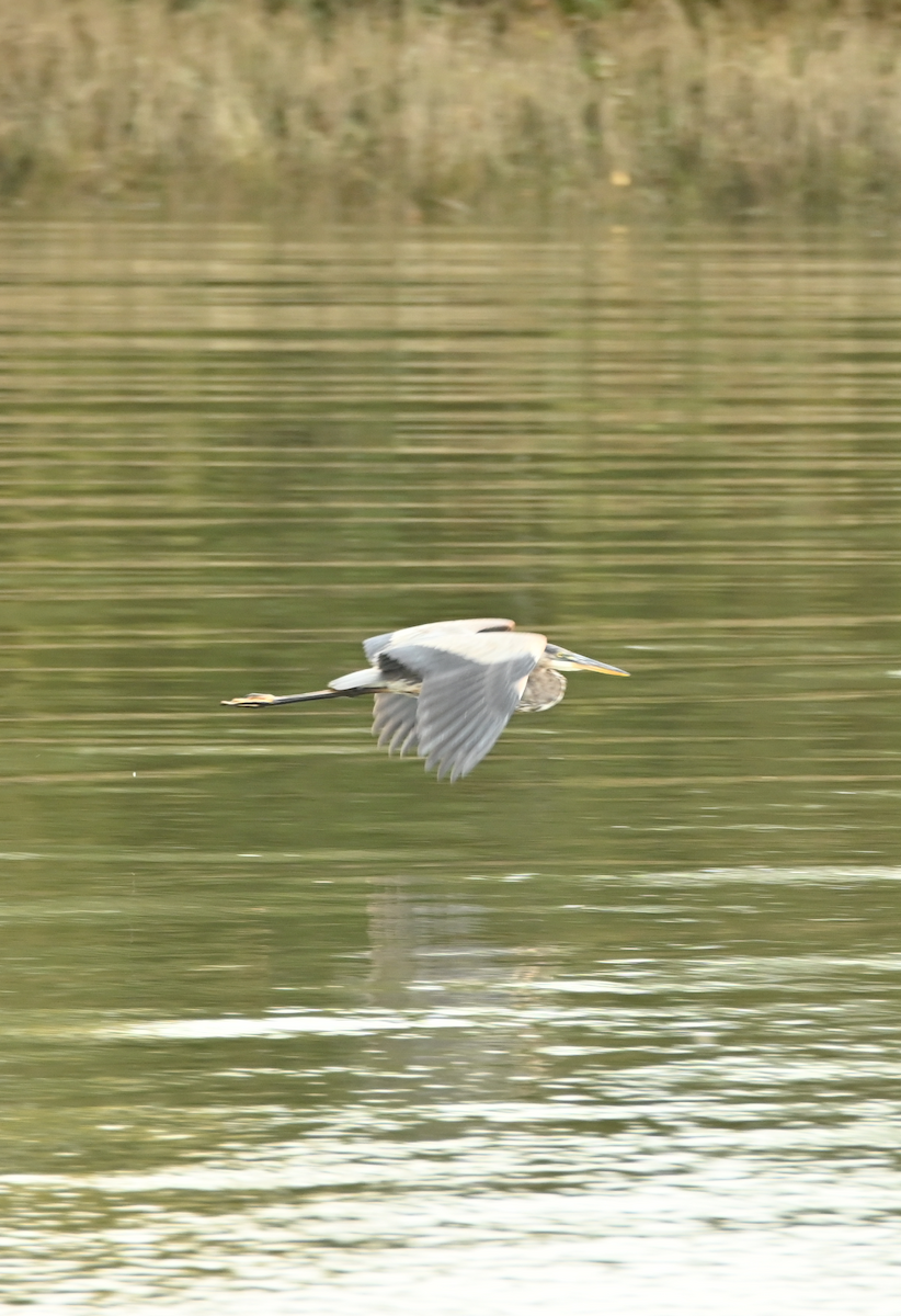 Great Blue Heron - ML624115786