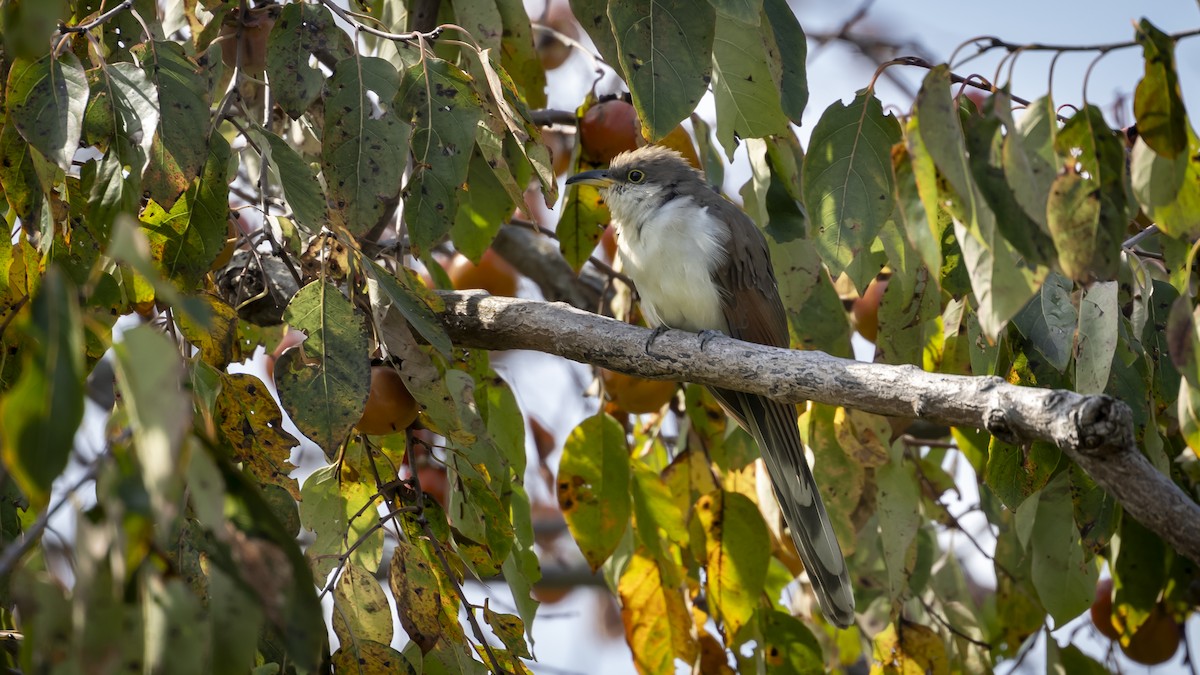 Yellow-billed Cuckoo - ML624115789