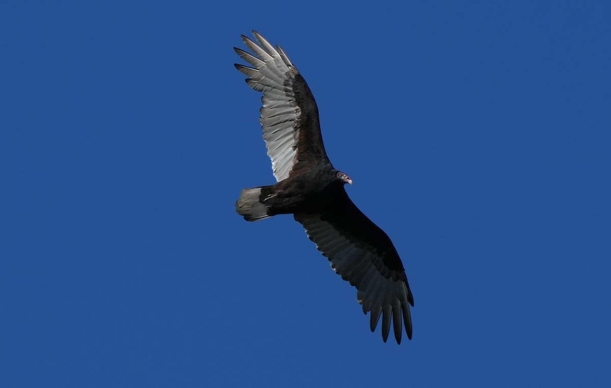 Turkey Vulture - ML624115790