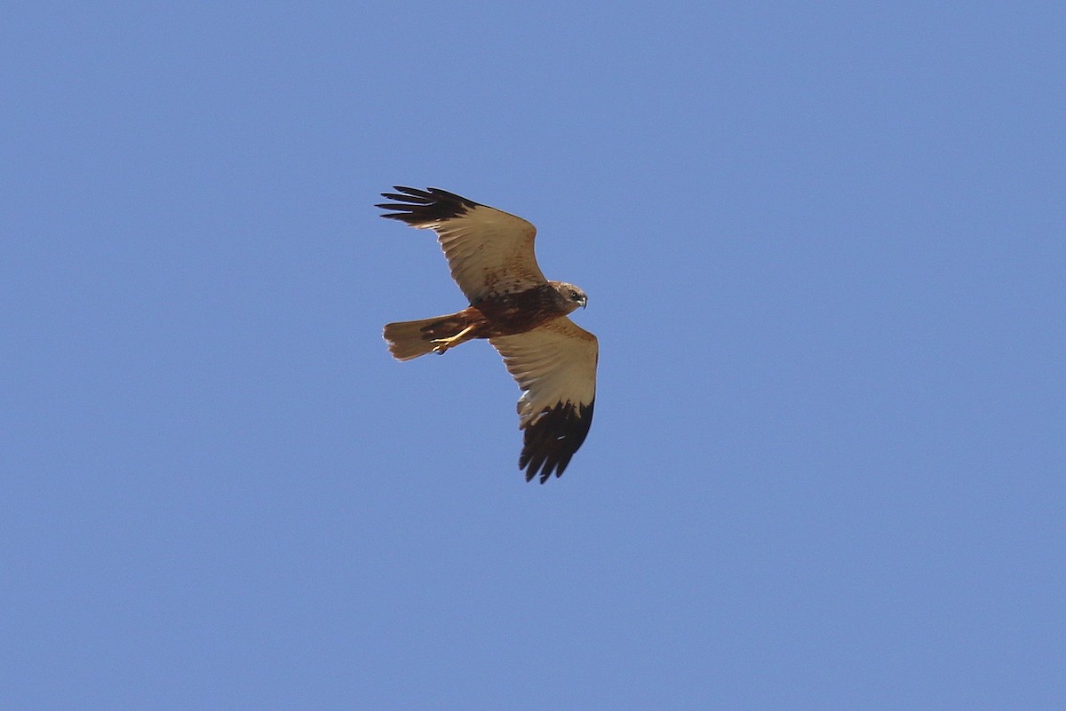 Western Marsh Harrier - ML624115791