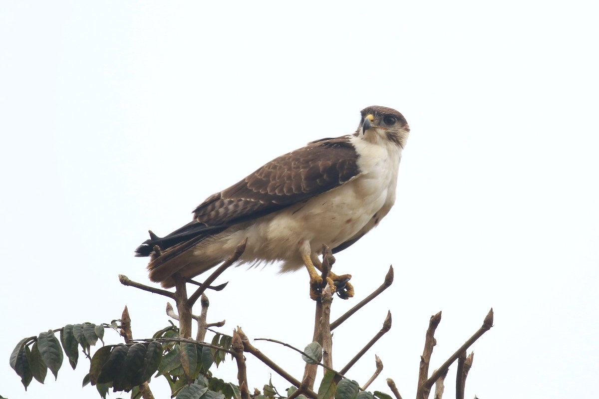 Augur Buzzard - ML624115792