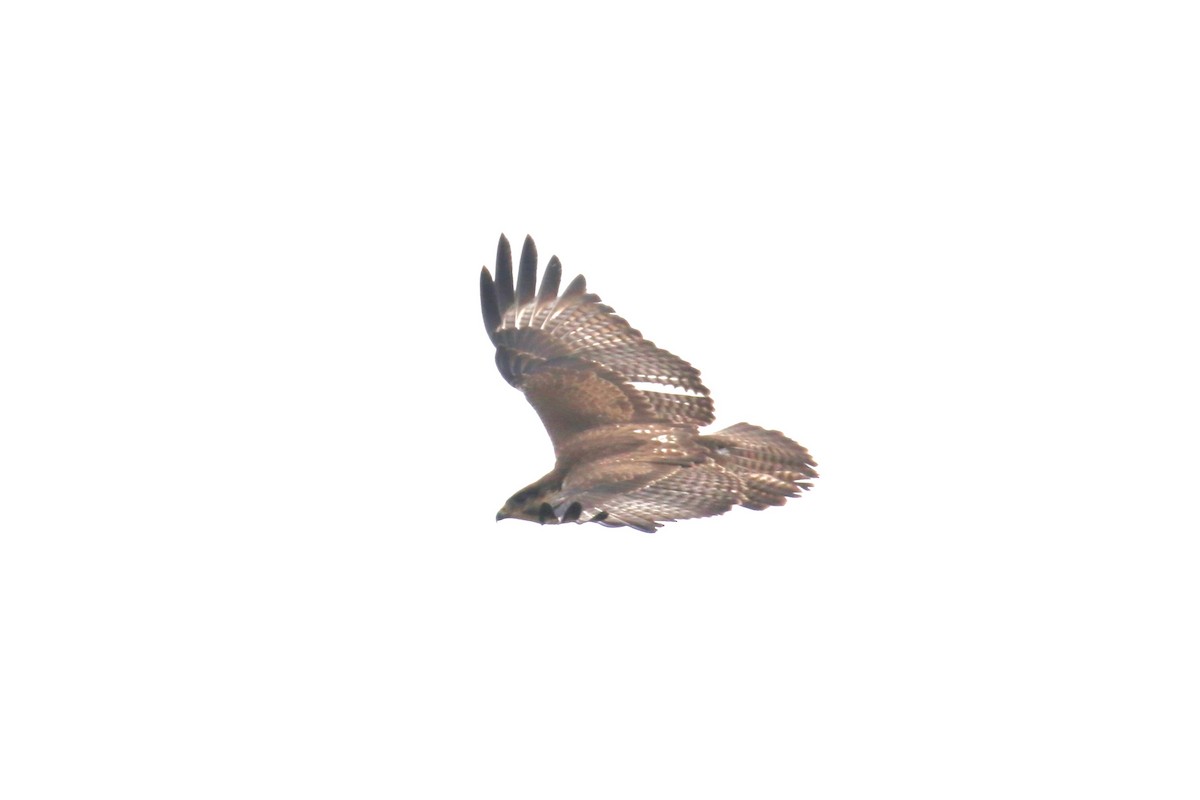 Augur Buzzard - ML624115793