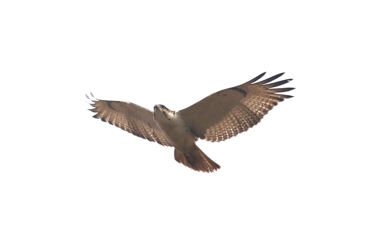 Augur Buzzard - ML624115794