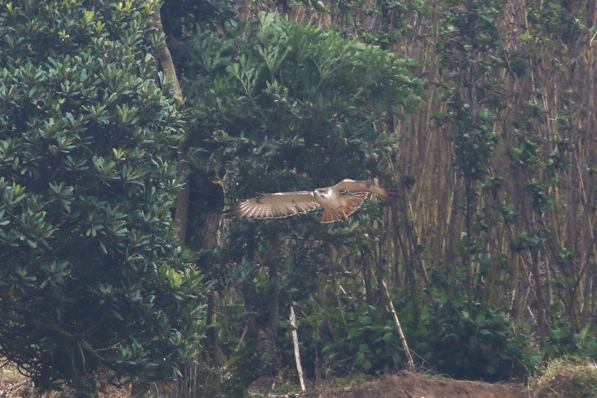 Augur Buzzard - ML624115795