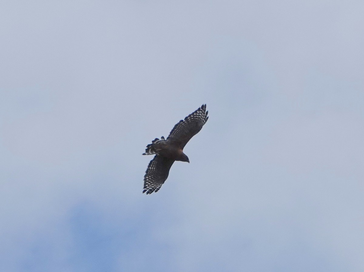 Red-shouldered Hawk - ML624115796