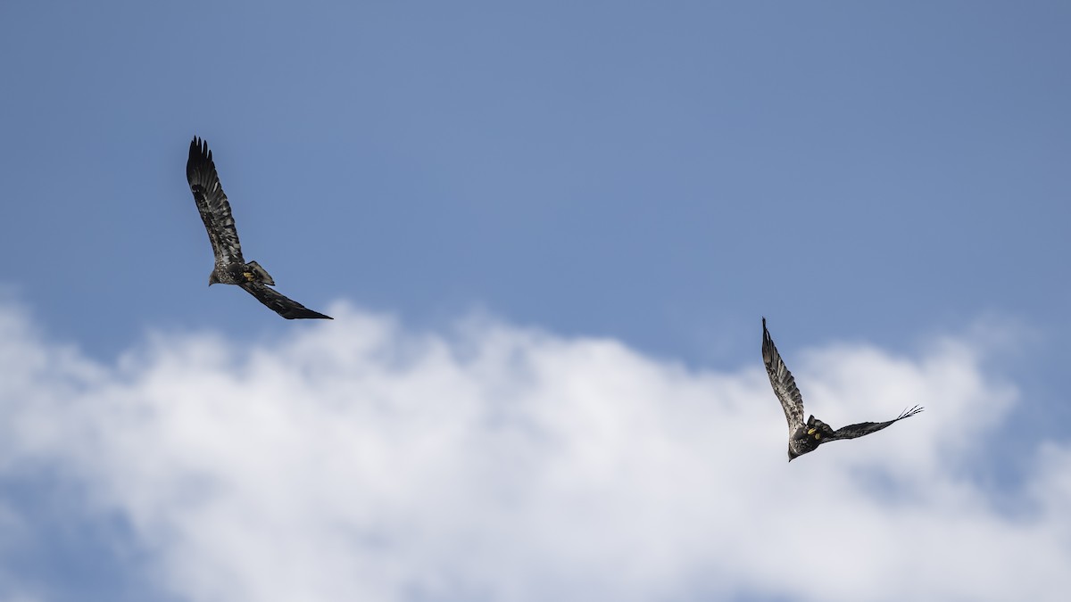 Bald Eagle - ML624115797