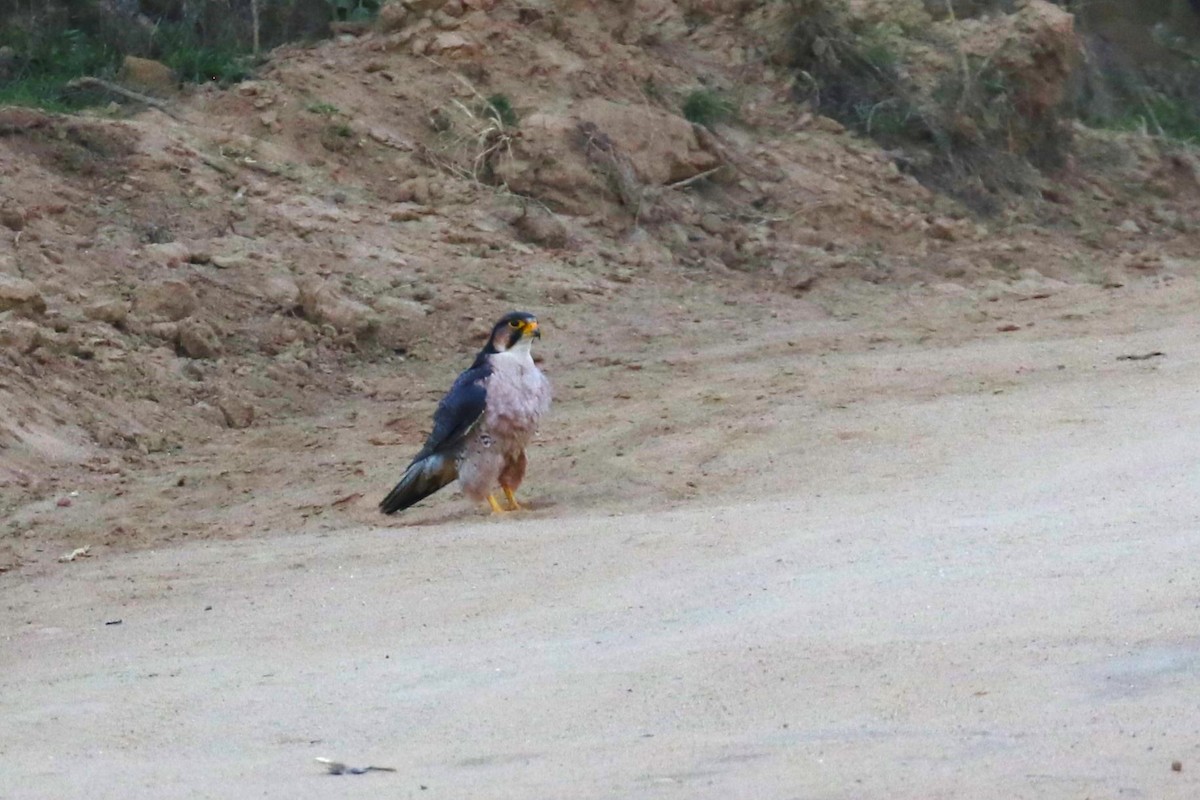 Lanner Falcon - ML624115799