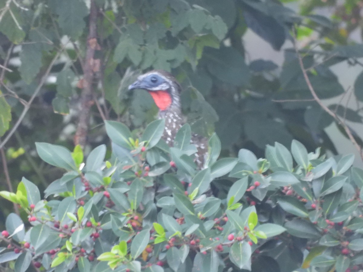 Band-tailed Guan - Mauricio Duran Leon