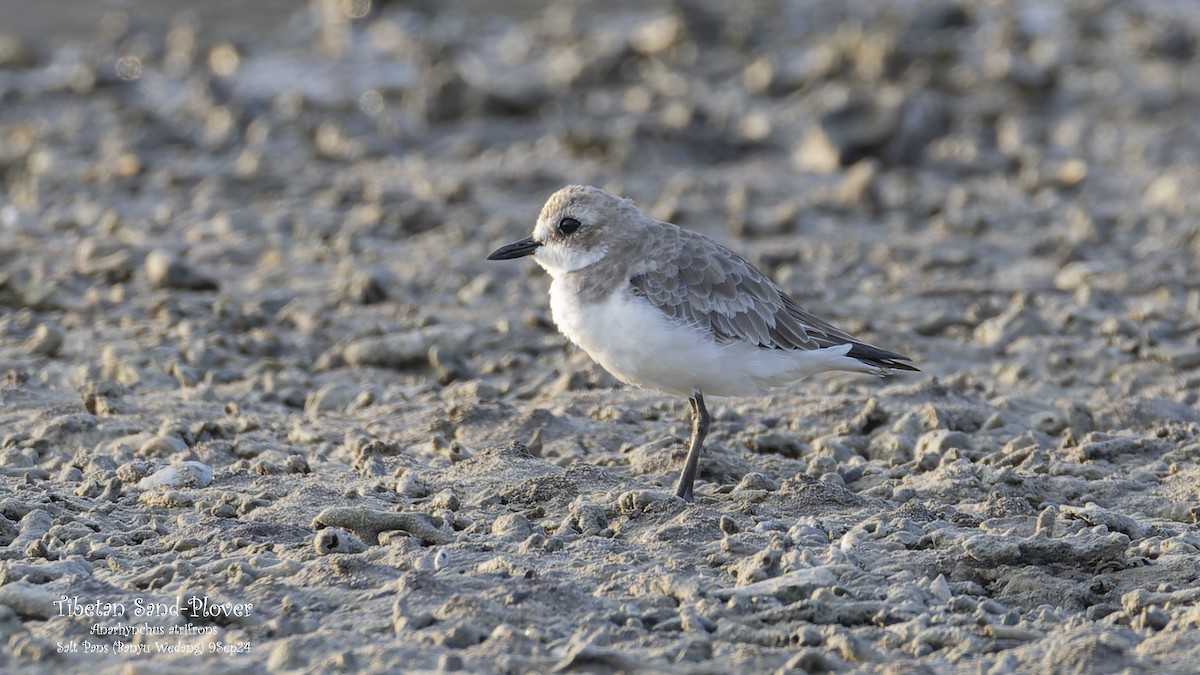 Tibetan Sand-Plover - ML624115802