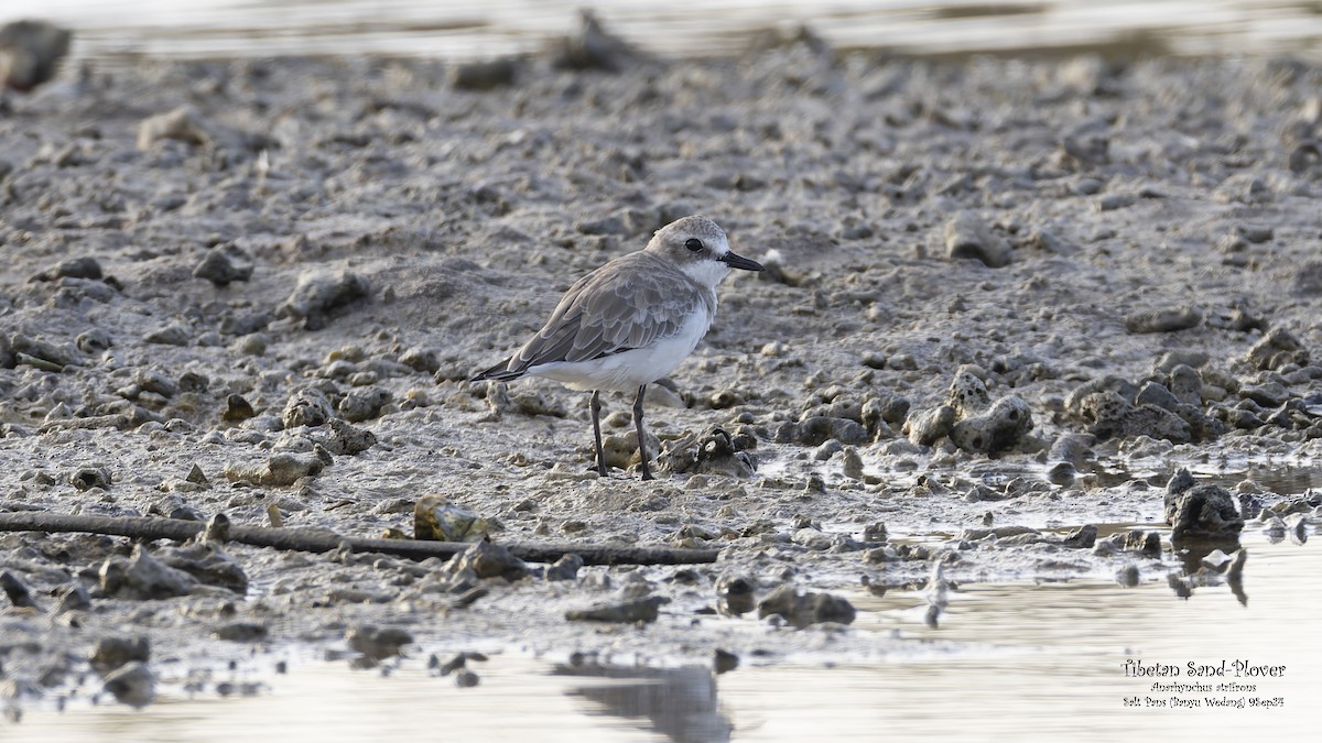 Tibetan Sand-Plover - ML624115803