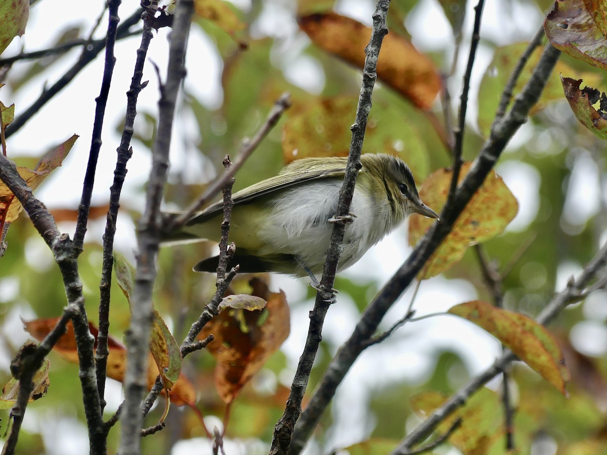 Rotaugenvireo - ML624115804