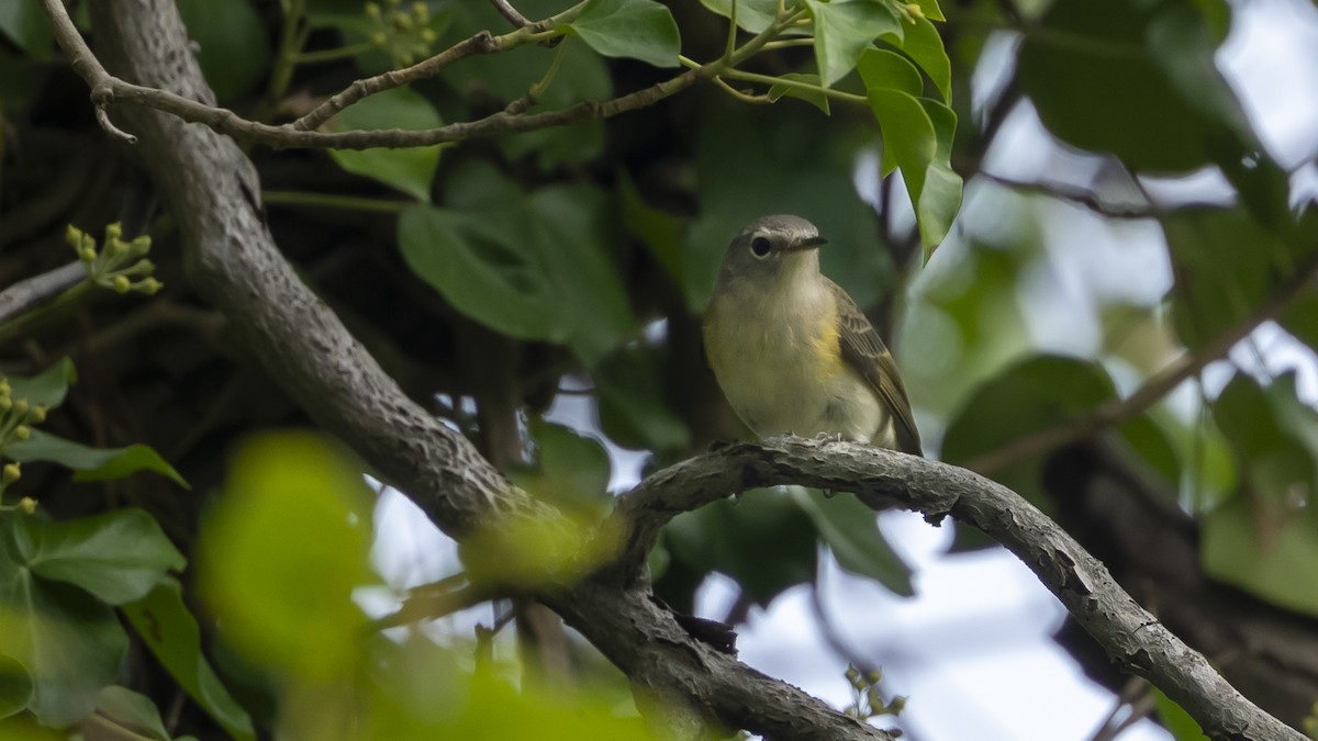 American Redstart - ML624115805