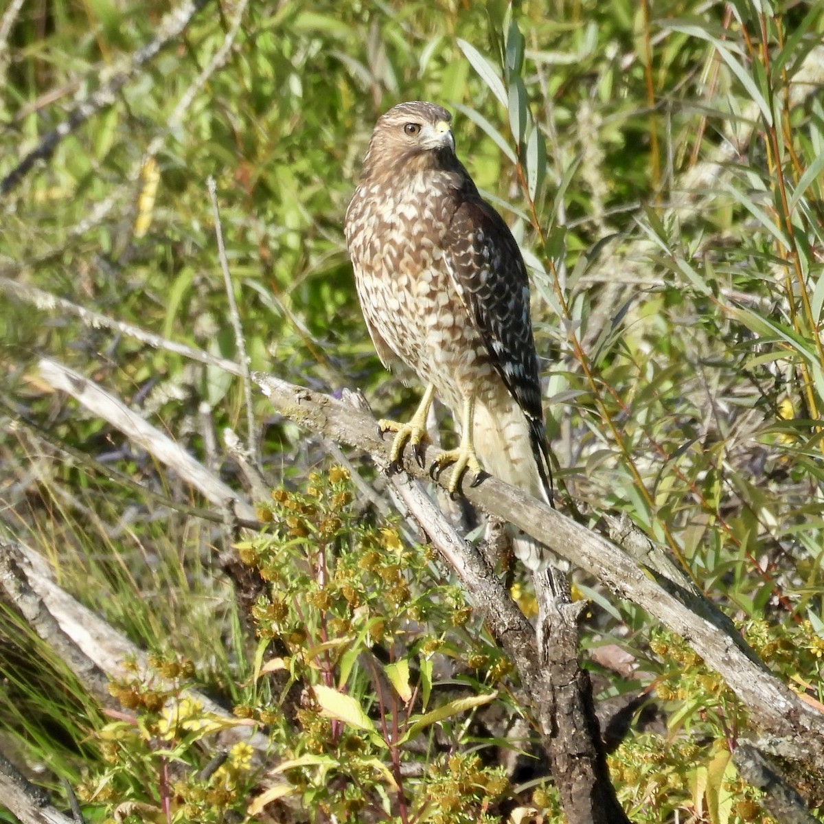 Rotschulterbussard - ML624115807