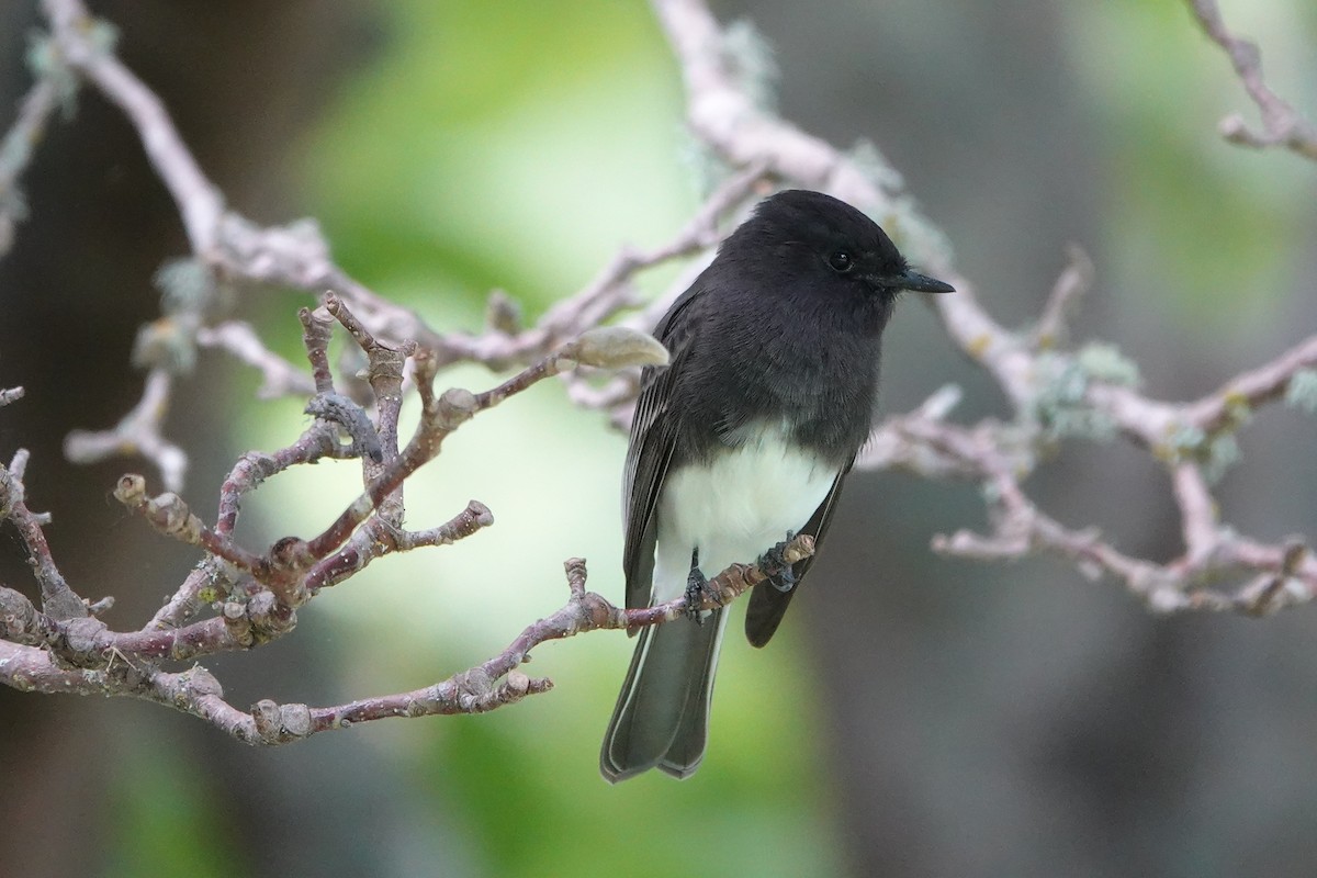 Black Phoebe - ML624115814