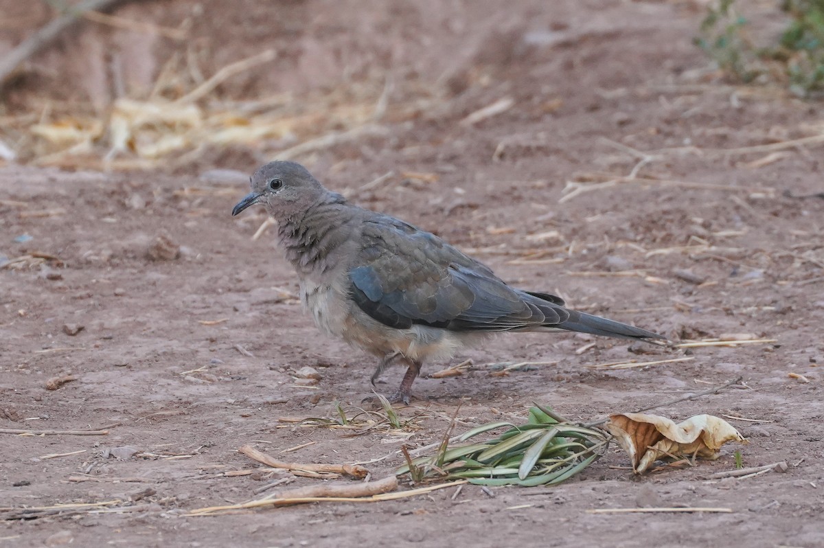 צוצלת - ML624115822