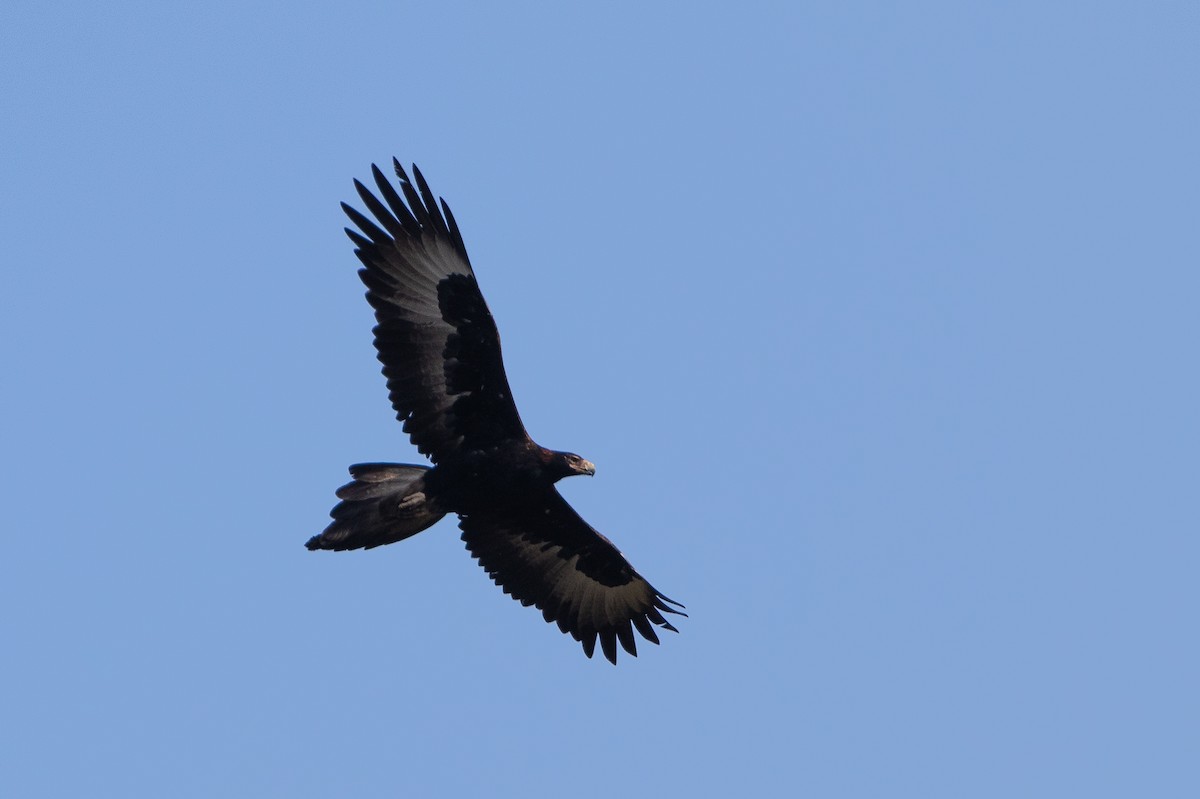 Wedge-tailed Eagle - ML624115826