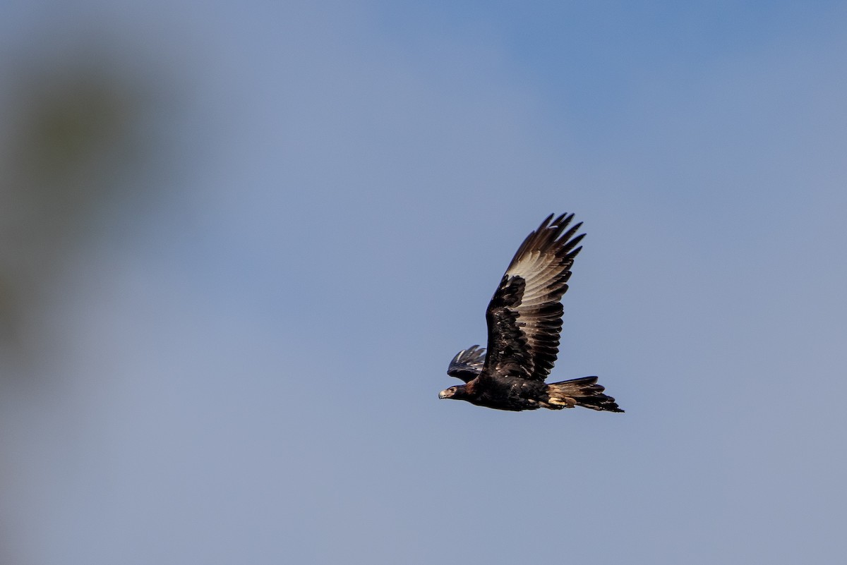 Wedge-tailed Eagle - ML624115827