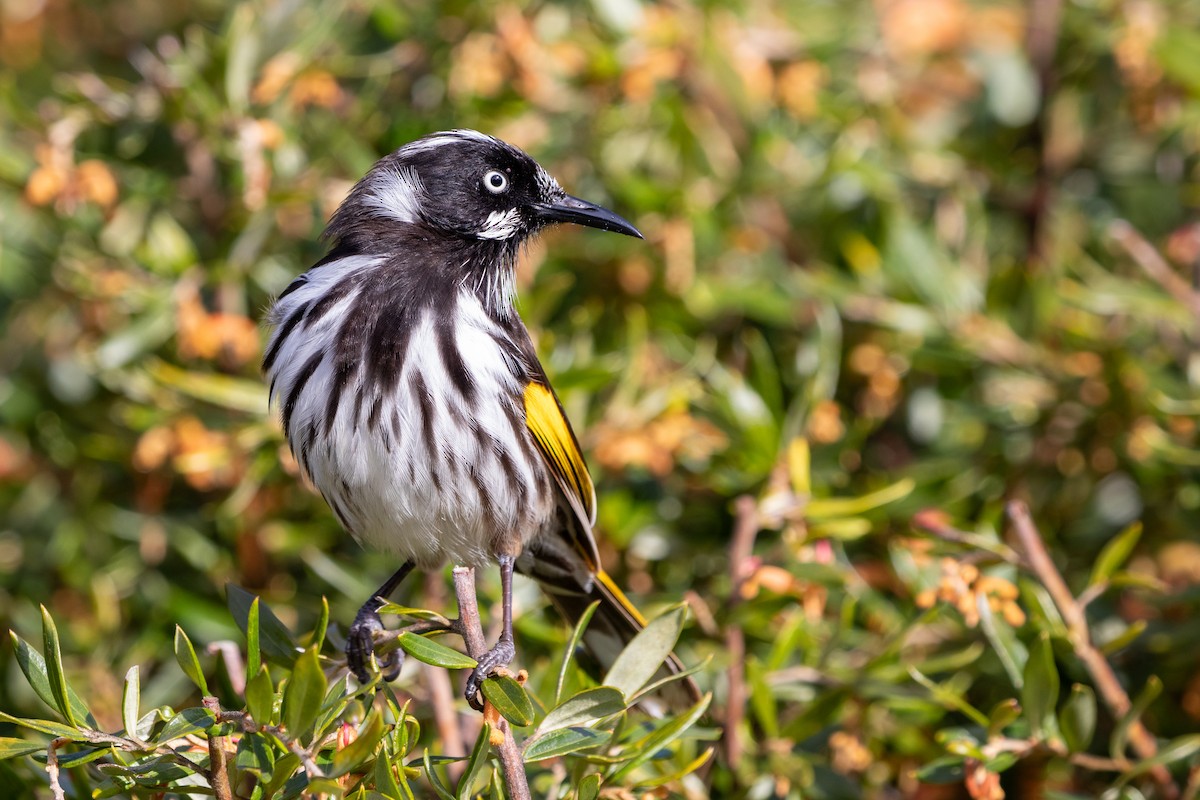 New Holland Honeyeater - ML624115833