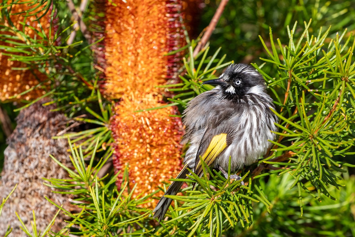 New Holland Honeyeater - ML624115834