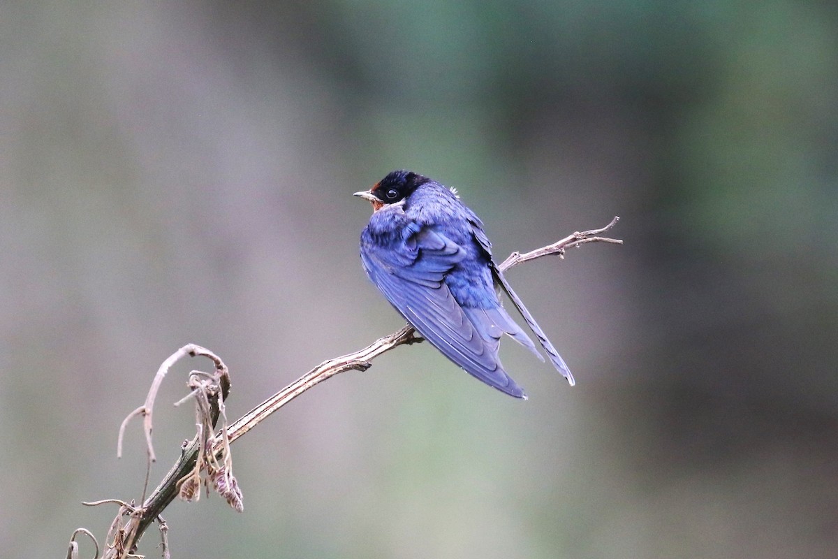 Barn Swallow - ML624115835