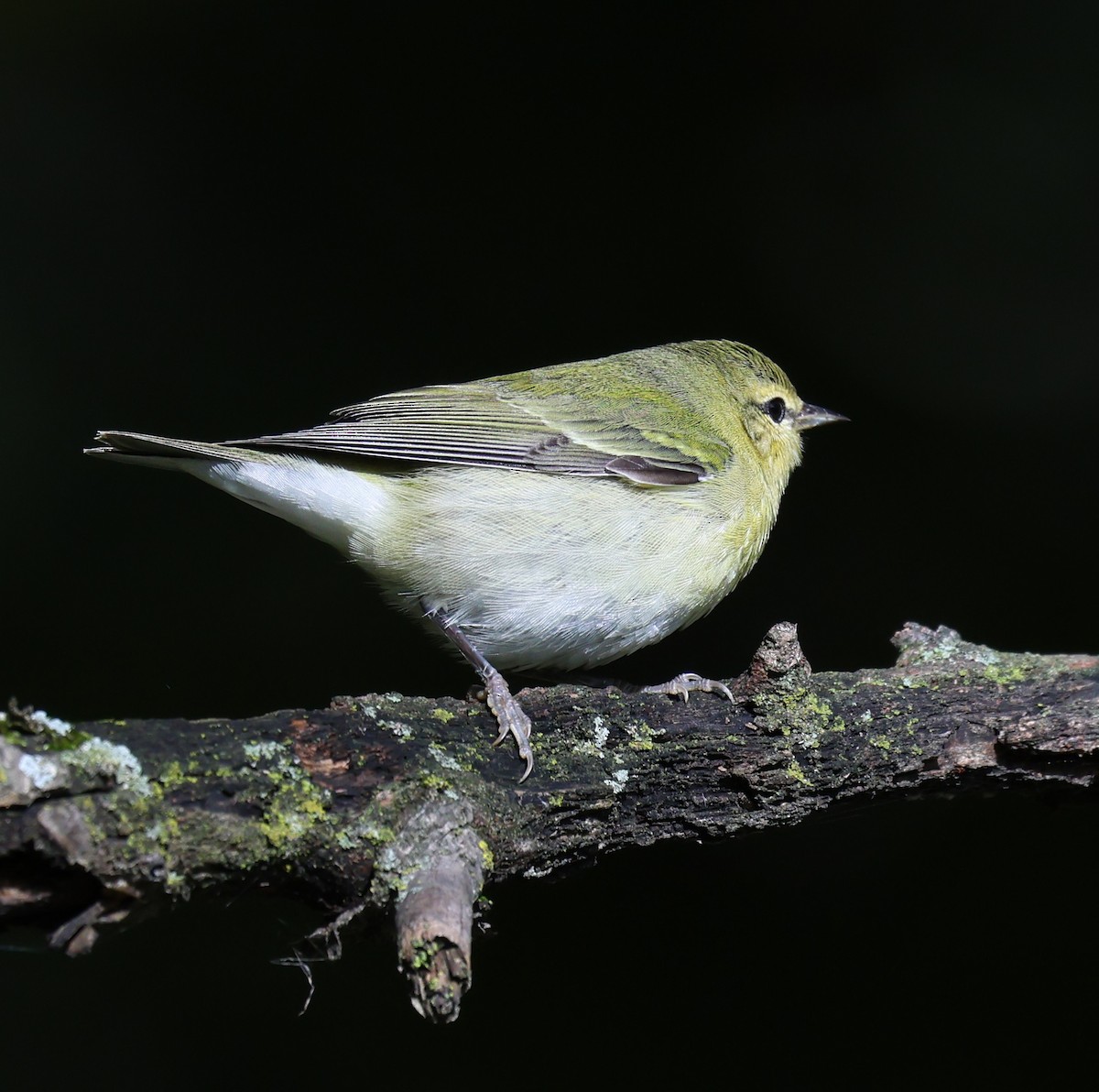 Tennessee Warbler - ML624115836