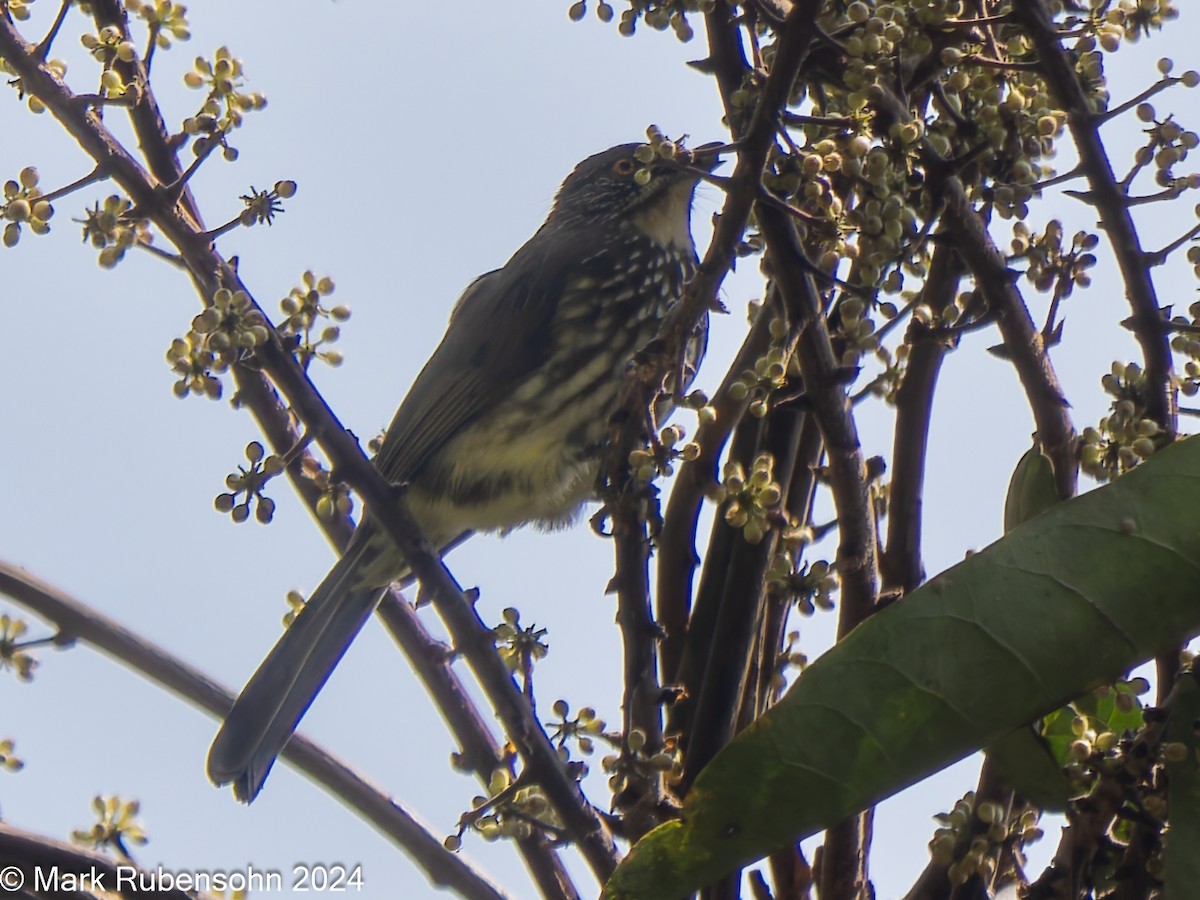 Spot-necked Bulbul - ML624115837