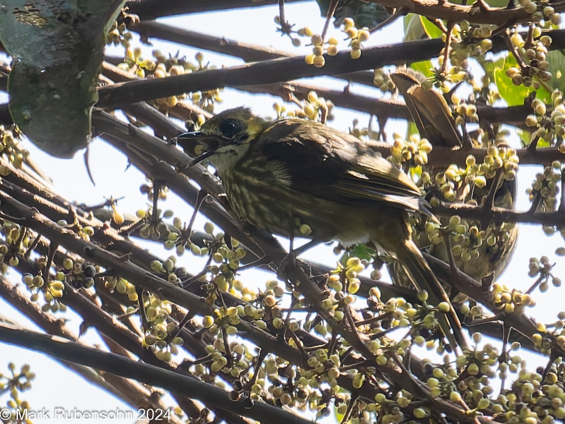 Spot-necked Bulbul - ML624115838