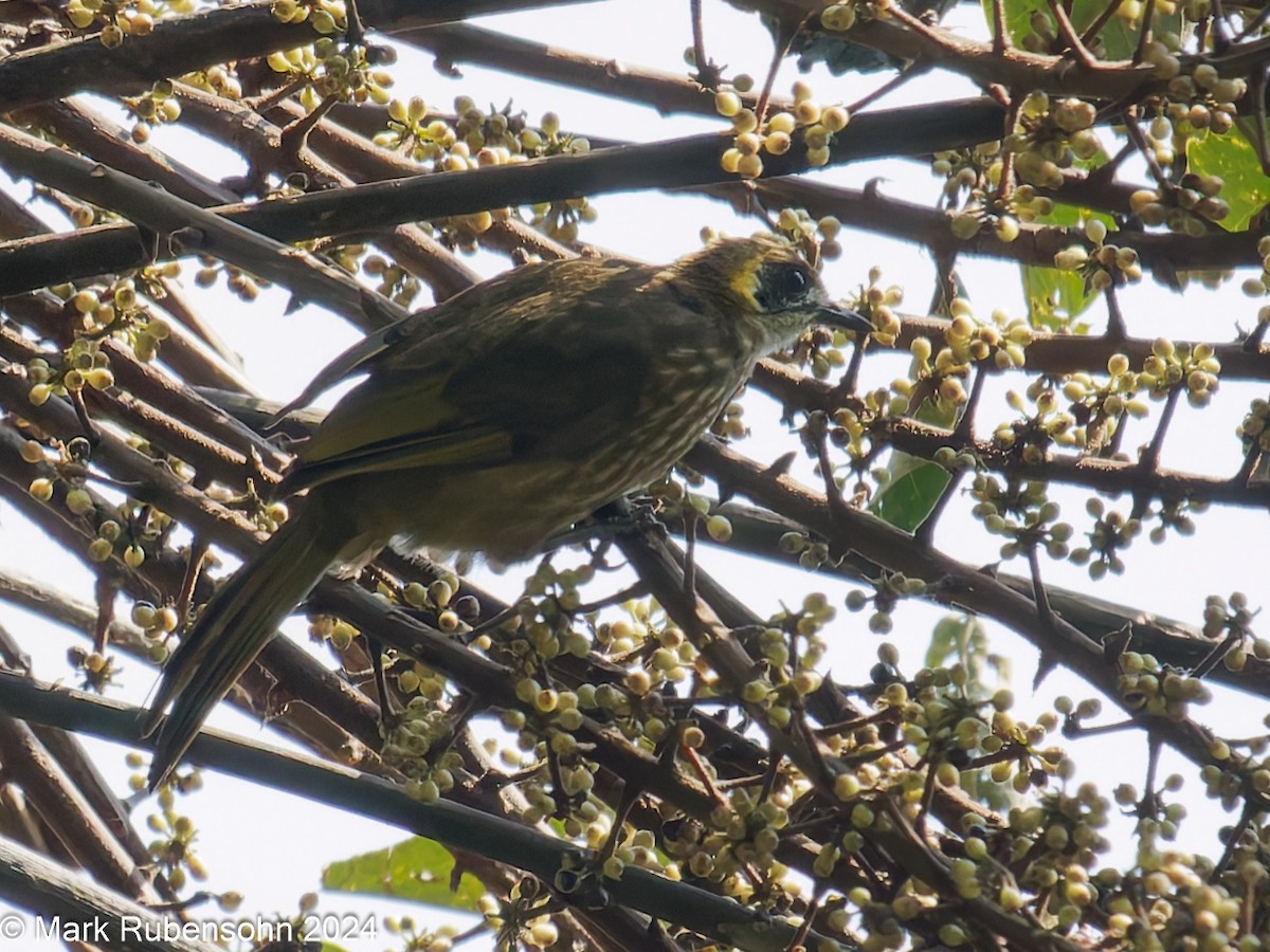 Spot-necked Bulbul - ML624115839