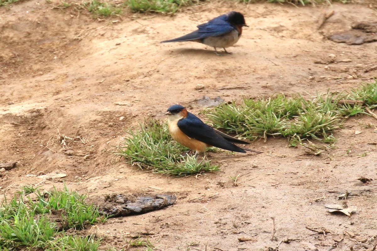 Red-rumped Swallow - ML624115840