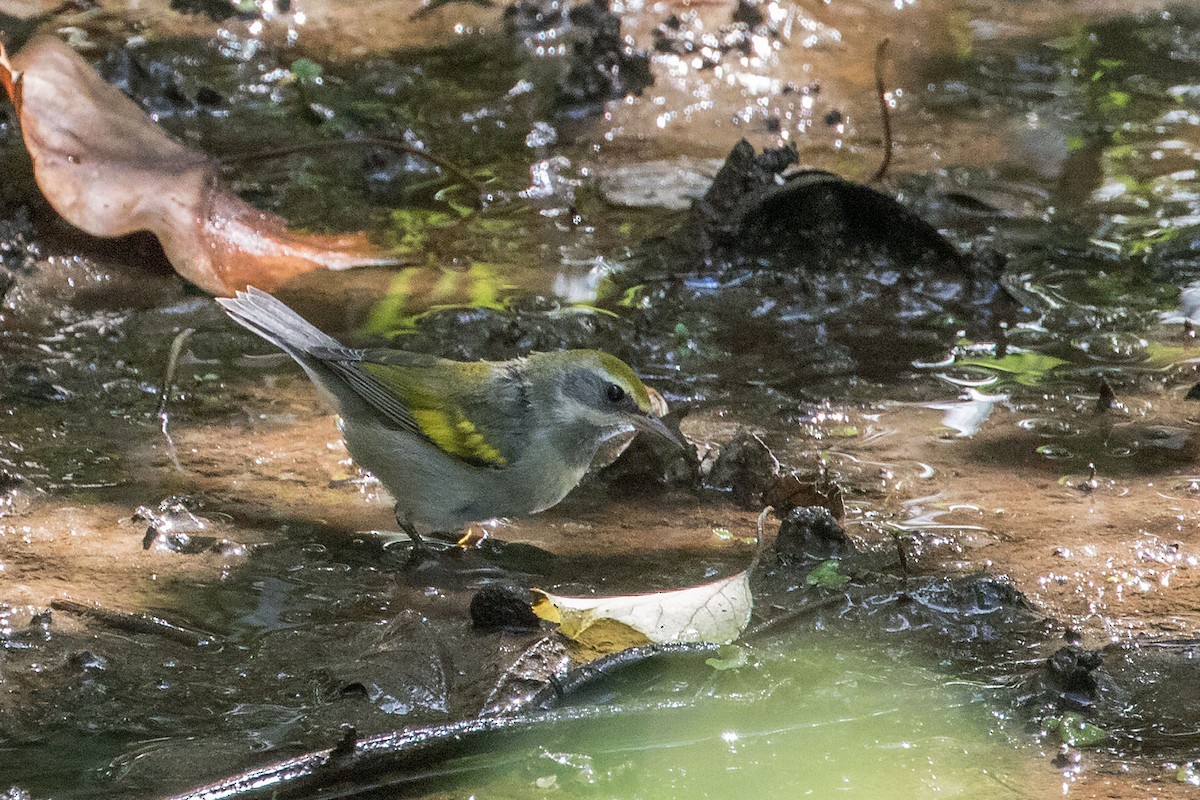 Golden-winged Warbler - ML624115841