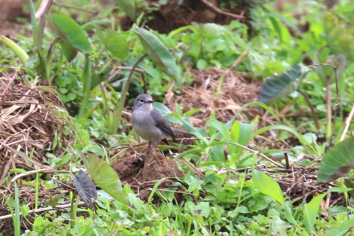 White-eyed Slaty-Flycatcher - ML624115842