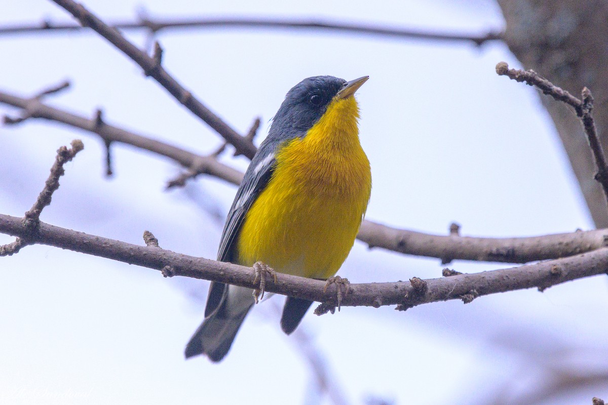 Tropical Parula - ML624115844