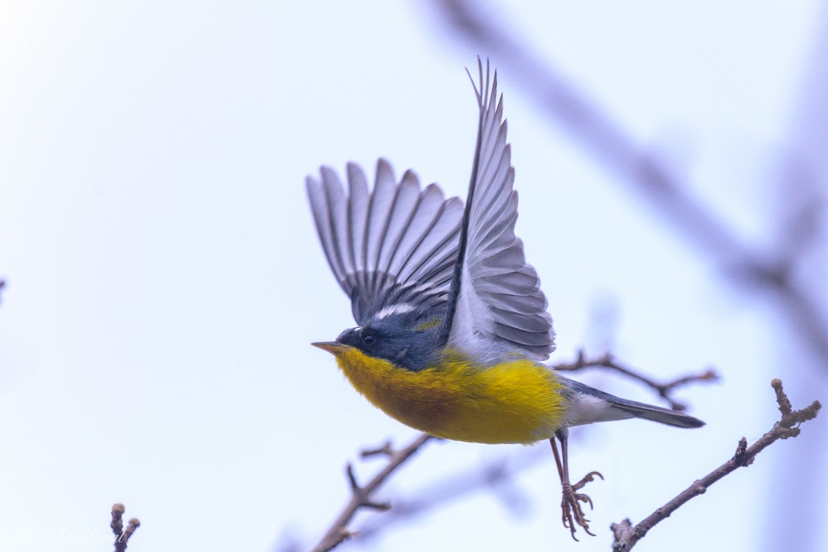 Tropical Parula - ML624115845