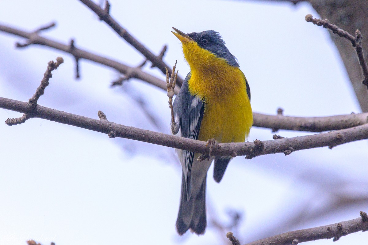 Tropical Parula - ML624115847