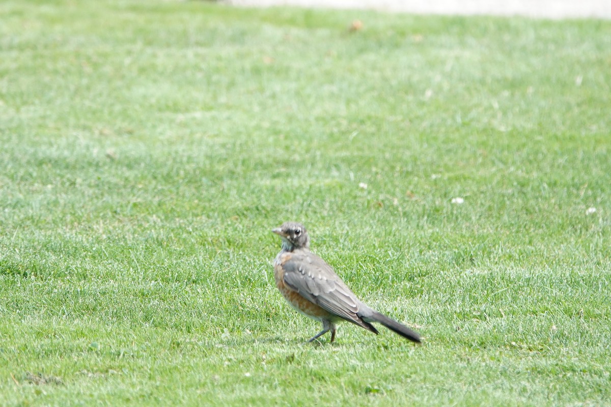 American Robin - Saul Scheinbach