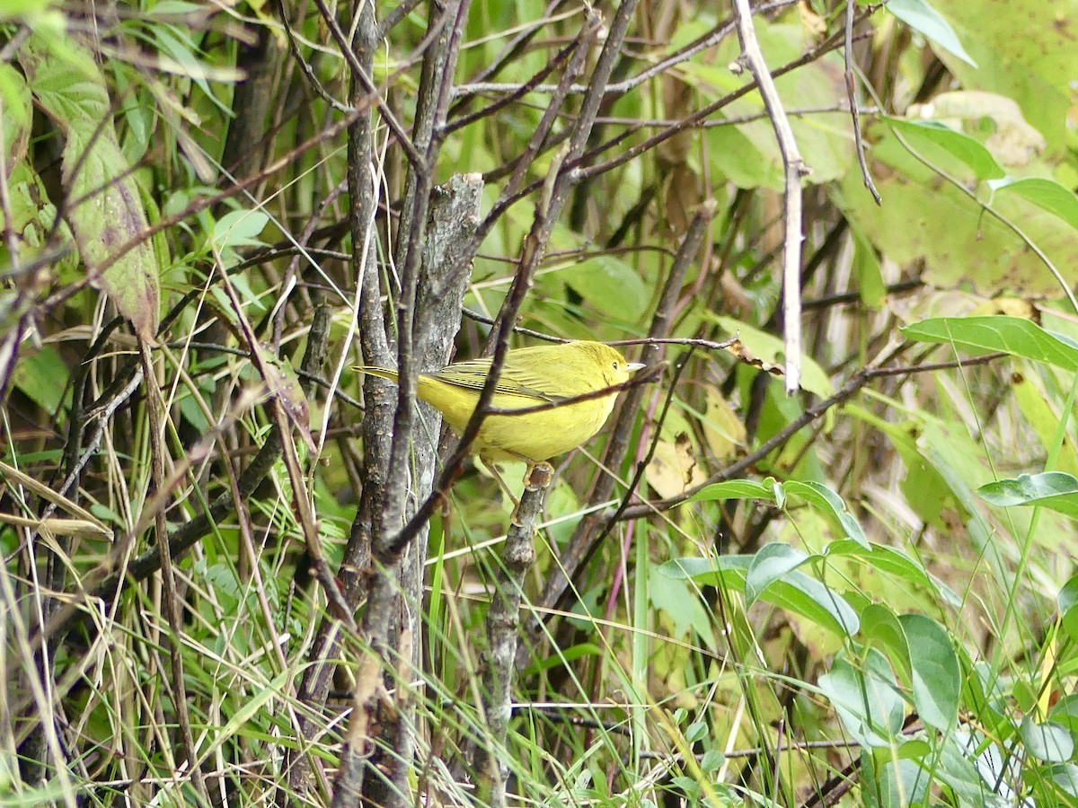 Yellow Warbler - ML624115850