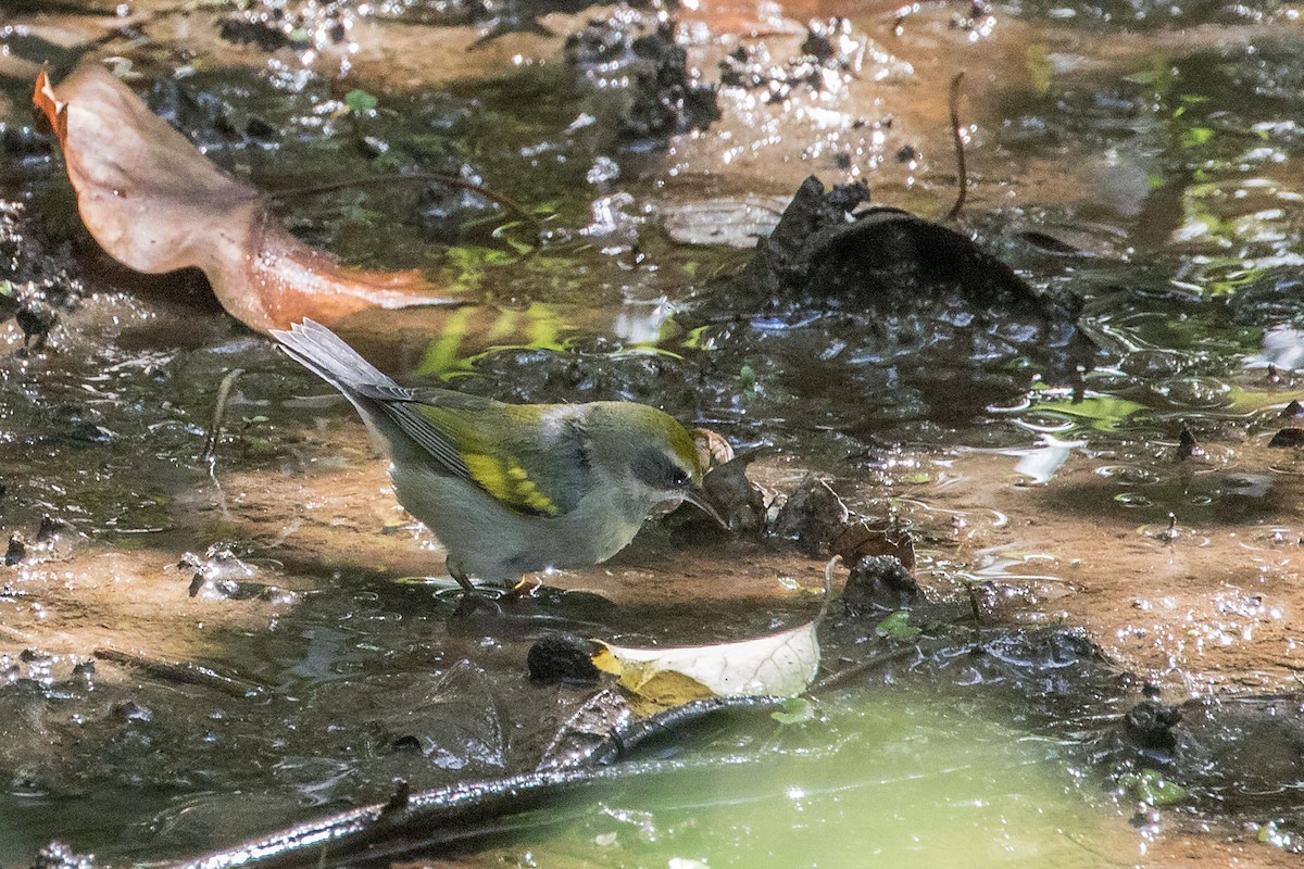 Golden-winged Warbler - ML624115862