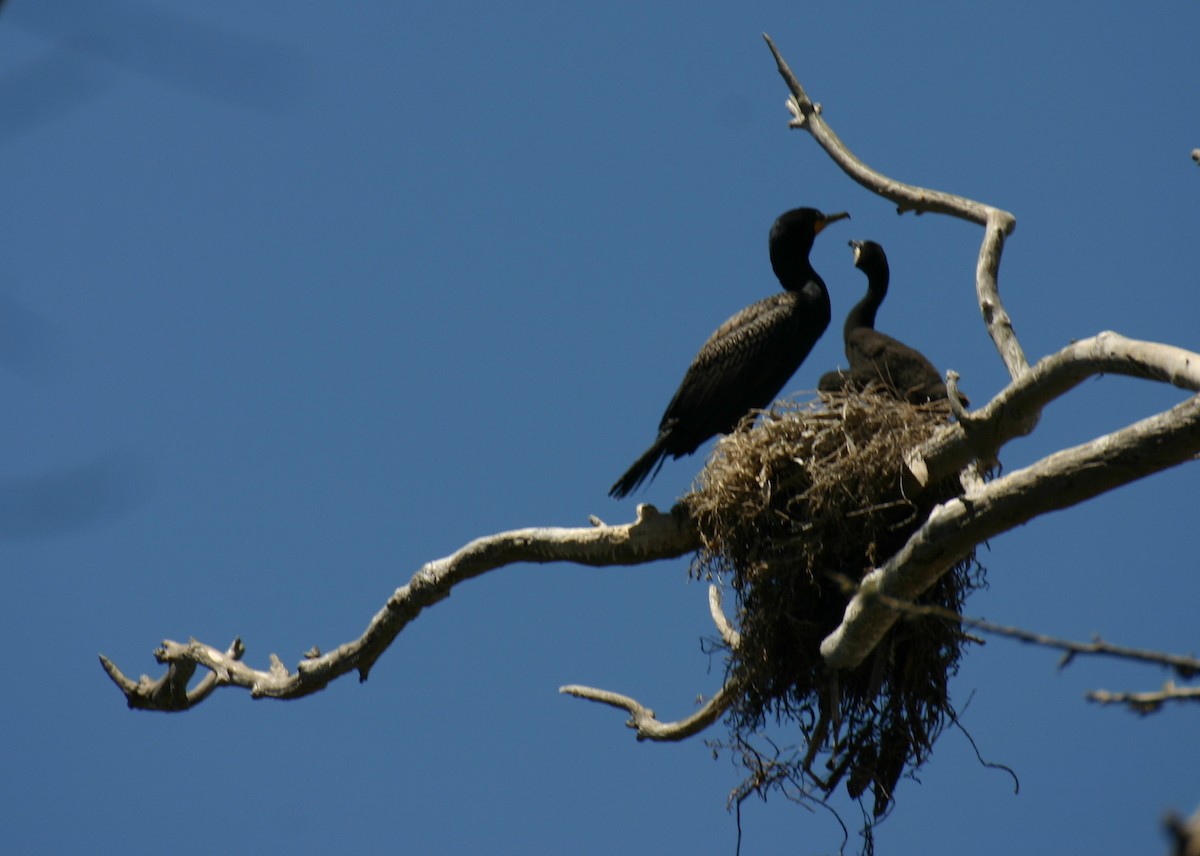 Double-crested Cormorant - ML624115864