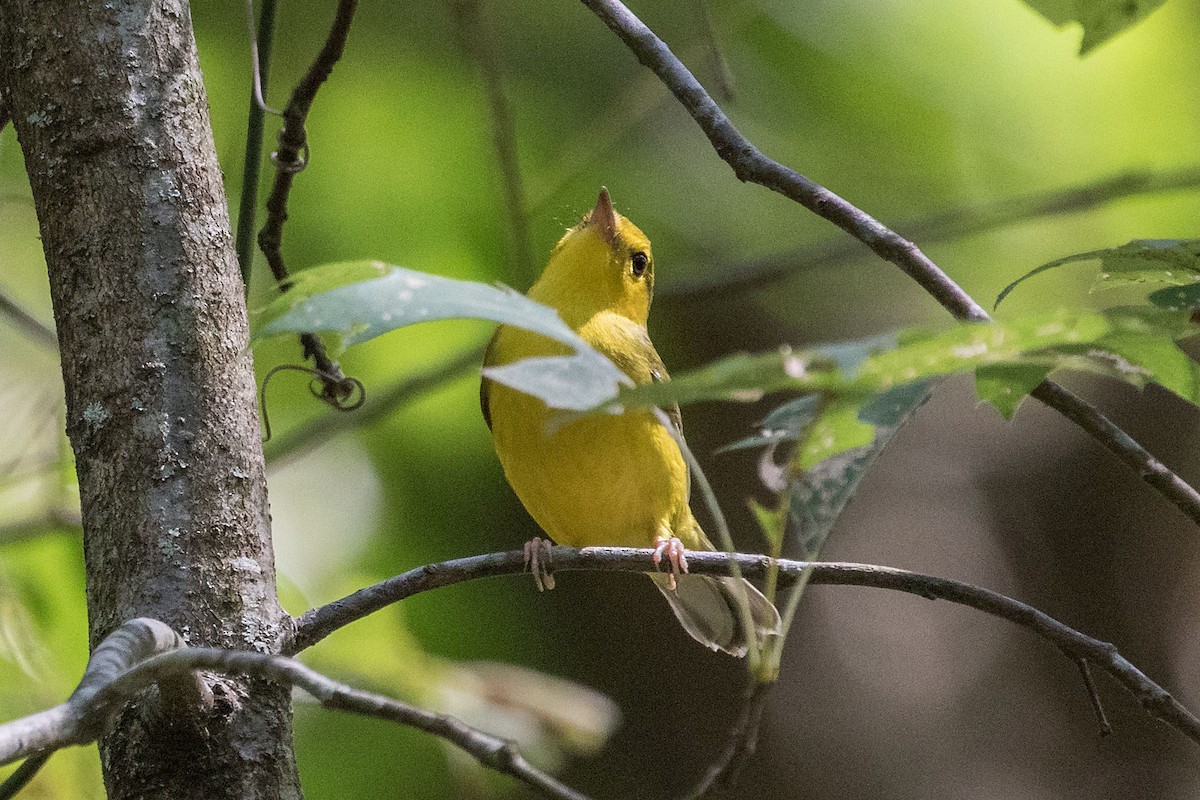 Wilson's Warbler - ML624115865