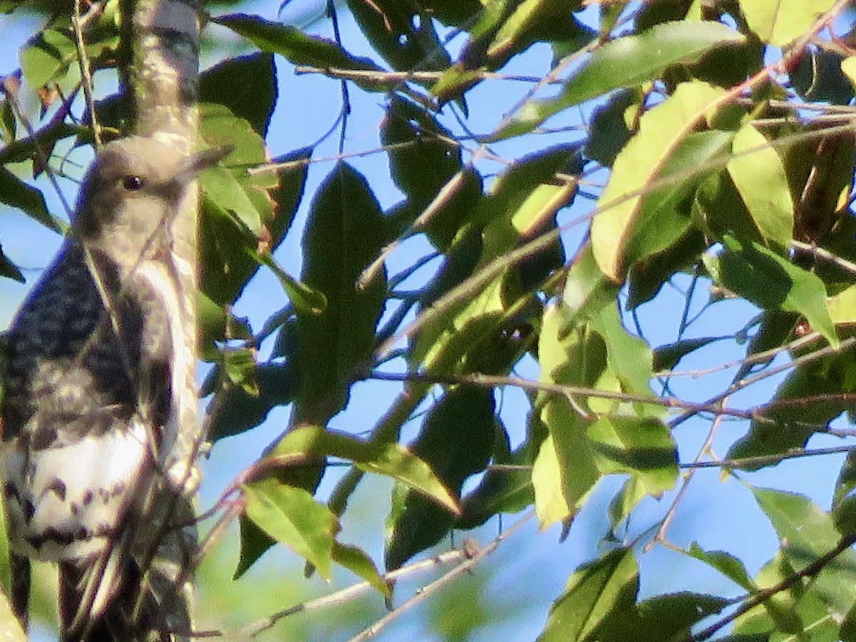 Red-headed Woodpecker - ML624115870