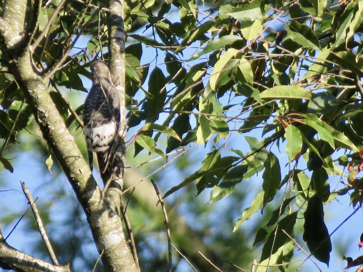 Red-headed Woodpecker - ML624115871