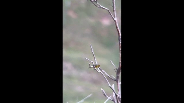 Stripe-tailed Yellow-Finch - ML624115872