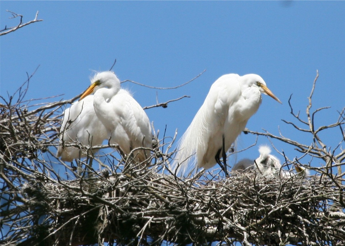 Great Egret - ML624115873