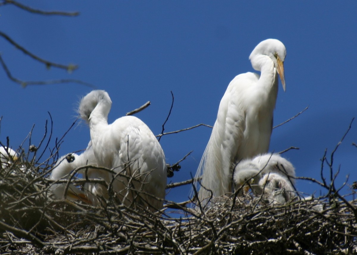 Great Egret - ML624115874