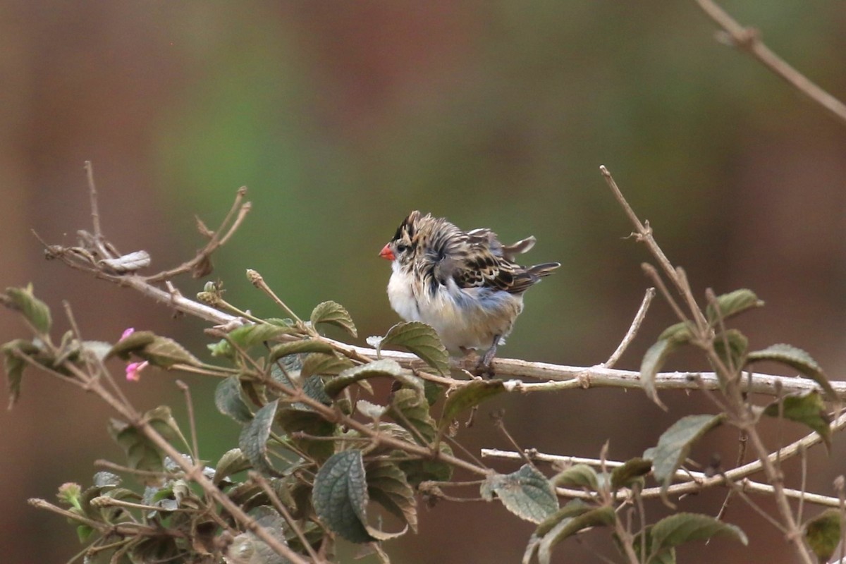 Pin-tailed Whydah - ML624115875