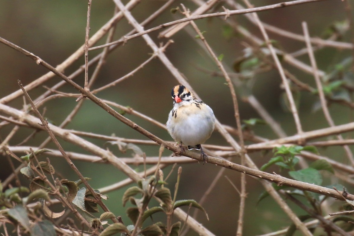 Pin-tailed Whydah - ML624115876