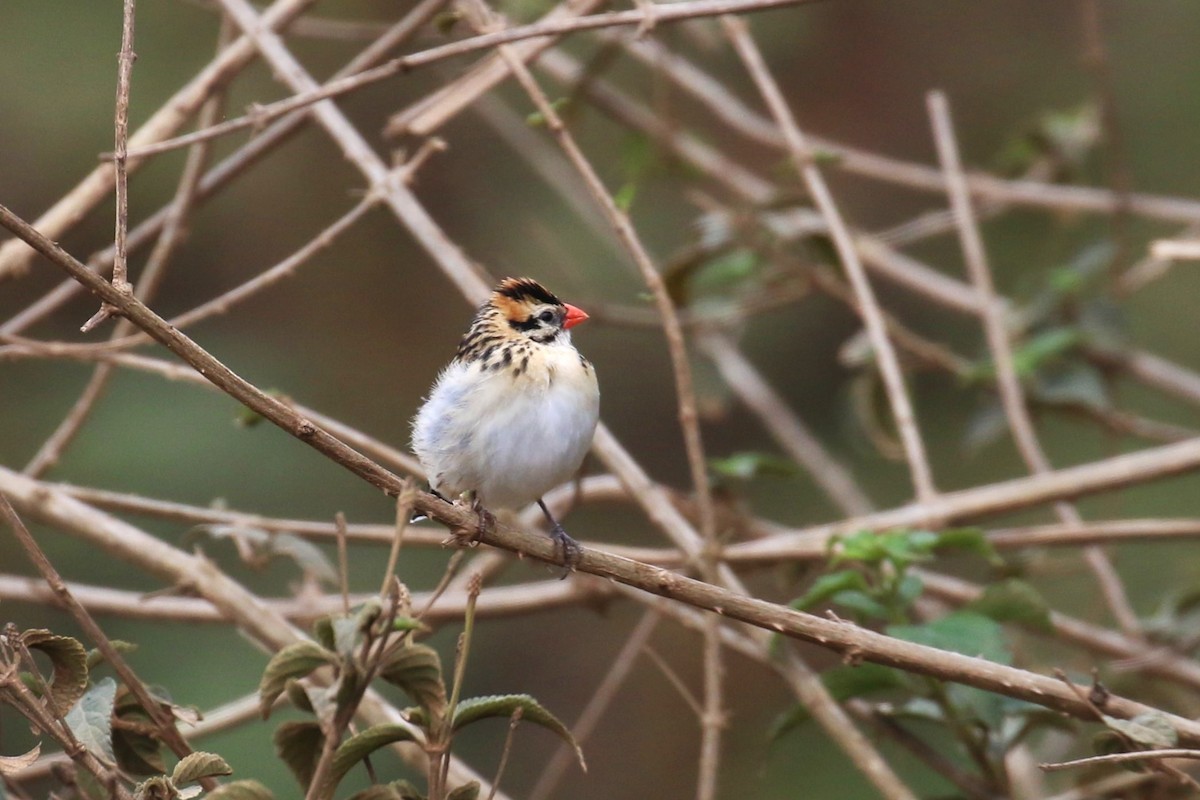 Pin-tailed Whydah - ML624115877