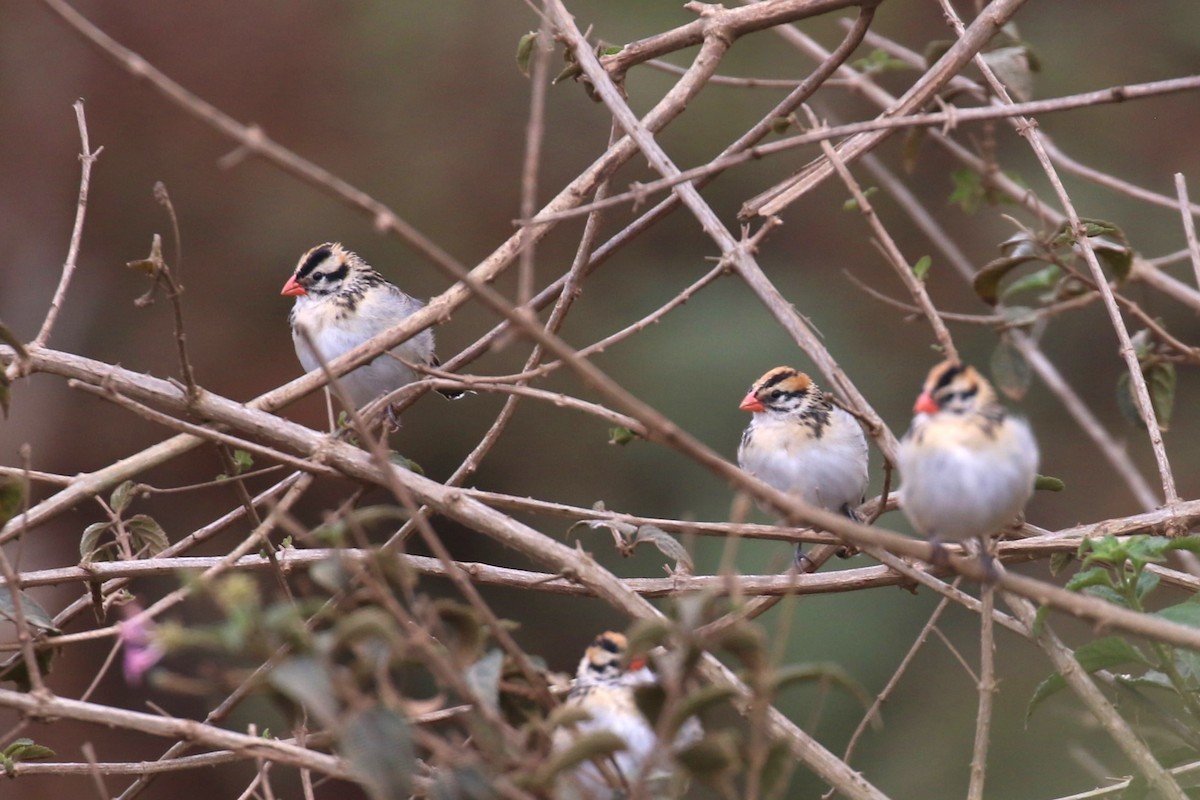 Pin-tailed Whydah - ML624115878