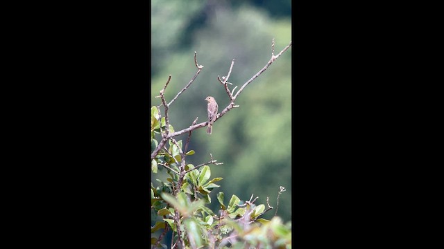 Stripe-tailed Yellow-Finch - ML624115879