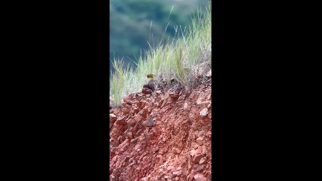 Stripe-tailed Yellow-Finch - ML624115880